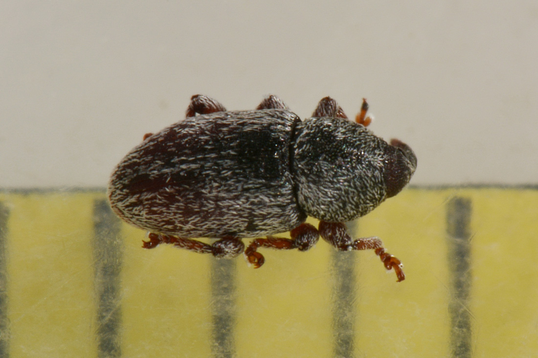 Curculionidae: Tychius stephensi, maschio